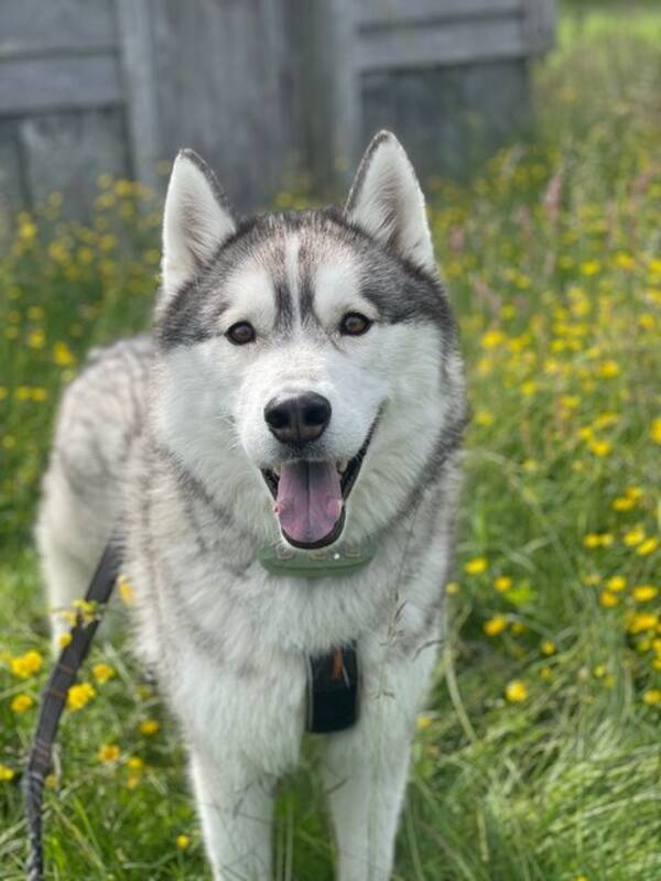 Hund - Siberian Husky