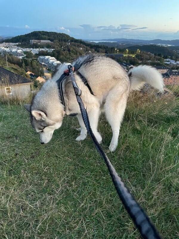 Hund - Siberian Husky