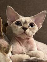 Devon Rex, Sigrid Devon Rex, Sigrid