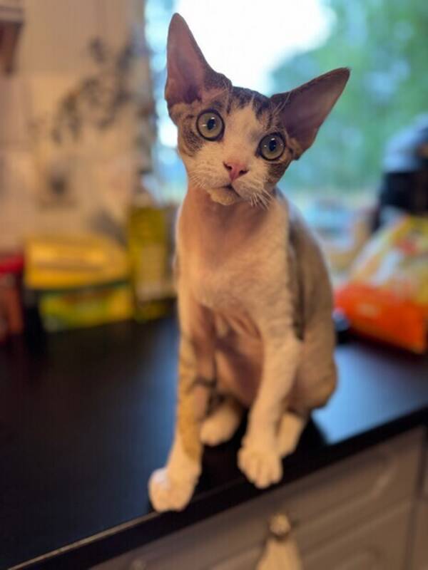 Katt - Devon Rex, Sigurd