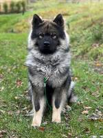 Eurasier, Dex. Eurasier, Dex.