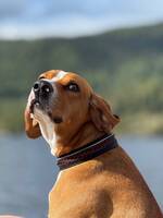 Hygen jakt hund Hygen jakt hund