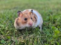 Hamster Hamster