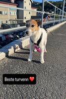 Jack russel Mie Jack russel Mie