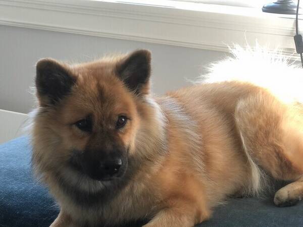 Hund - Eurasier Elli