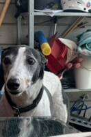 Spike greyhound Spike greyhound