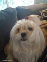 Tibetansk spaniel) terrier Tibetansk spaniel) terrier