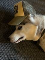 Siberian Husky Siberian Husky