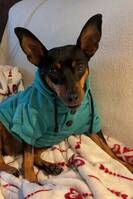 Dvergpincher Dvergpincher