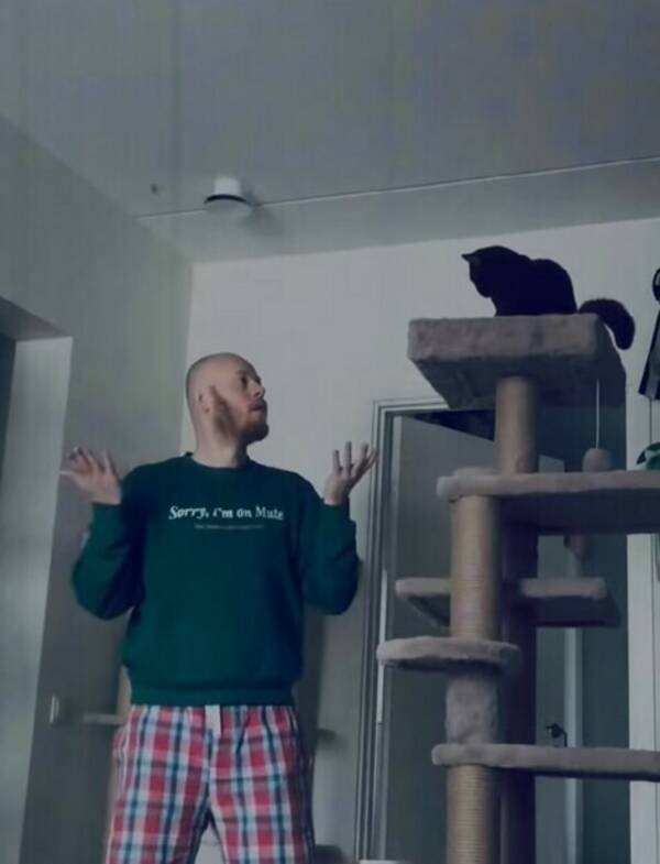 Katt - Hjälp mig hitta denna orange katt