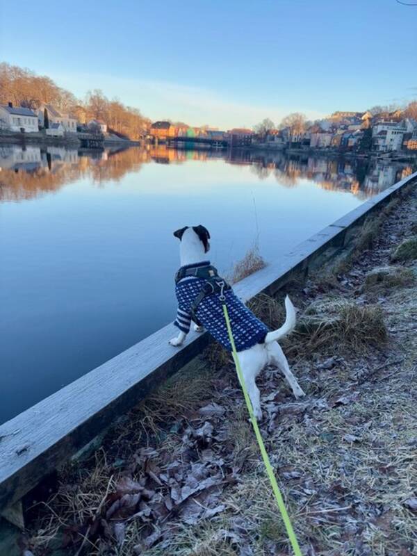 Hund - Jack Russel Terrier