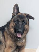 Tysk Schäferhund Tysk Schäferhund