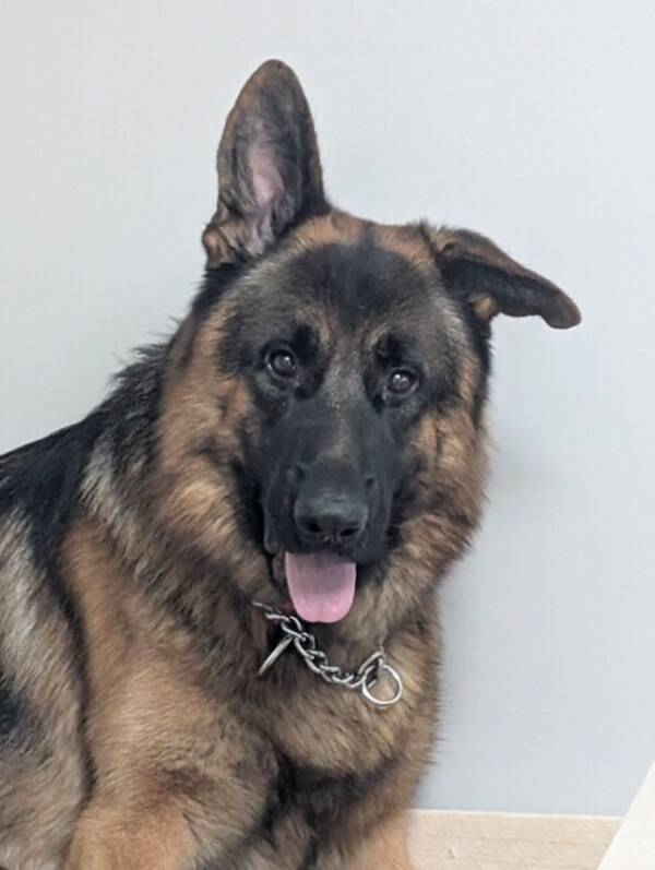 Hund - Tysk Schäferhund