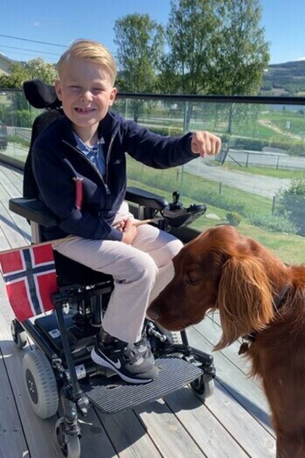 Hund - Hund irsk setter