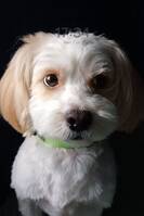 Havalneser chitchu Havalneser chitchu