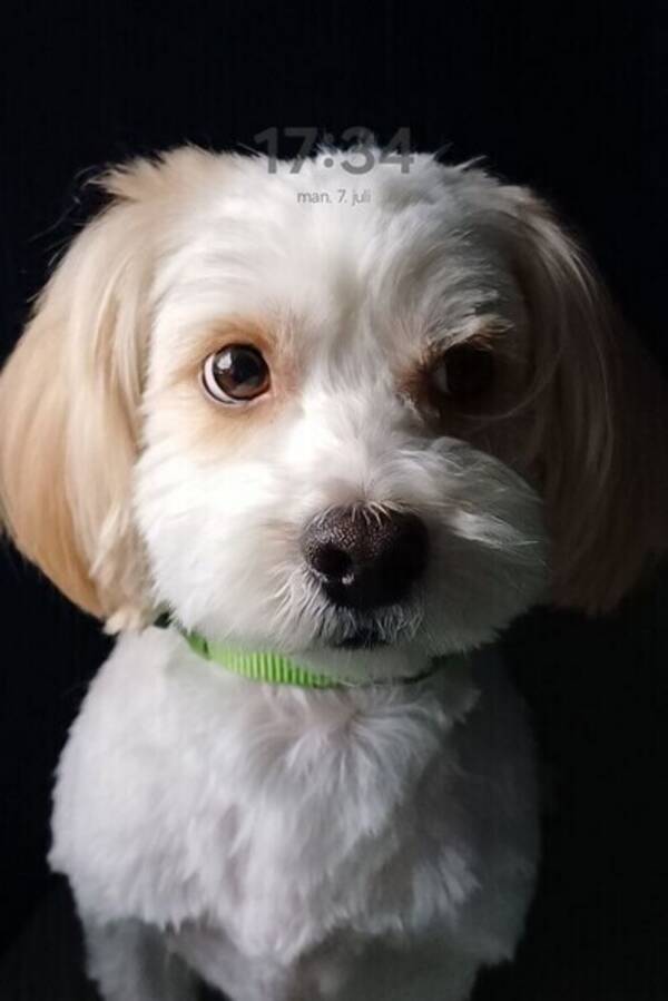 Hund - Havalneser chitchu