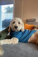 Australsk cobberdog Australsk cobberdog