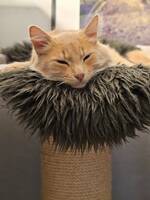 Huskatten Anton Huskatten Anton