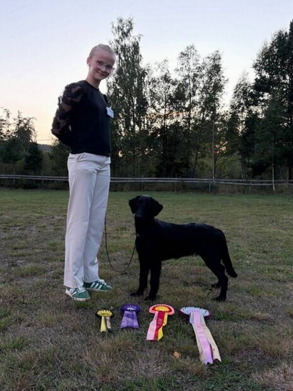 Hund - Flat coated retriver