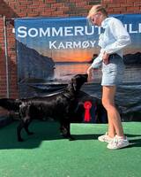 Flag coated retriver Flag coated retriver