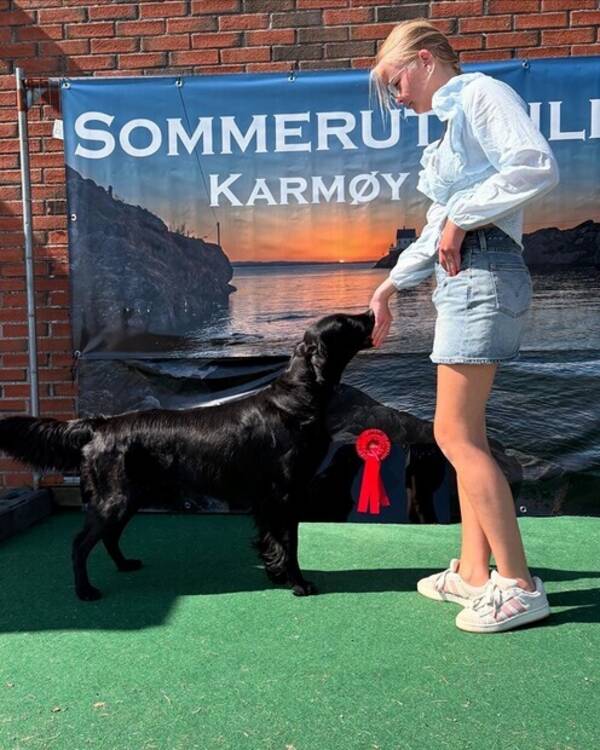 Hund - Flag coated retriver