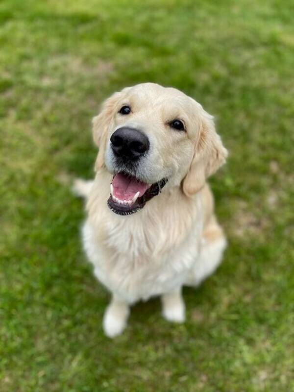 Hund - Golden Retriever 
