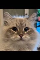 Katt, Lennart. Katt, Lennart.