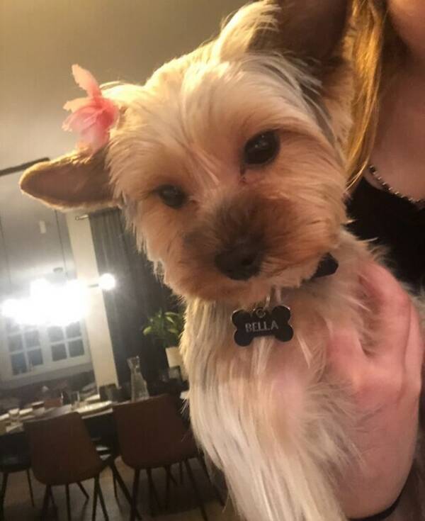 Hund - Yorkshire terrier «Bella»