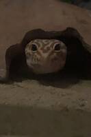 Leopard Gecko Leopard Gecko