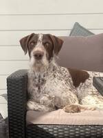 Mellomstor hund Mellomstor hund