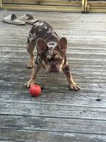 Fransk bulldog Fransk bulldog