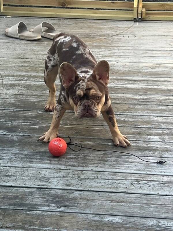 Hund - Fransk bulldog 