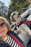 Engelsk setter Engelsk setter