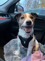 Jack Russell Terrier 