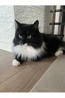 Skogs katt Skogs katt