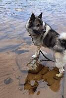 Norsk grå elghund Norsk grå elghund