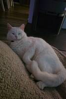 Katten Taxi Katten Taxi