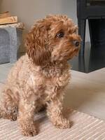 Cavapoo Choco Cavapoo Choco