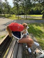 Jack Russel terrier Jack Russel terrier