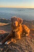 Toller retriever - Elmer