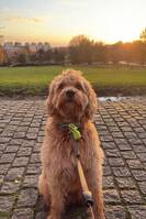 Puddel Anton Puddel Anton