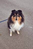 Shetland sheepdog Shetland sheepdog