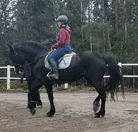 Hest, kaldblods Hest, kaldblods