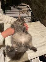 Katt, Svipp Katt, Svipp