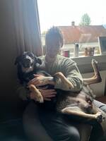 Alaskan Huskey X Boarder Collie