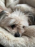 Pomchi Mio Pomchi Mio