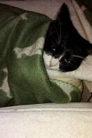 Tuxedokatt Tuxedokatt