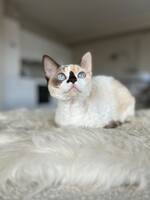 Devon rex Devon rex