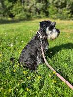 Dvergschnauzer Zelda Dvergschnauzer Zelda