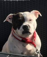 Nelli 12 år Nelli 12 år